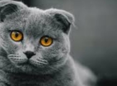 Vlaams Dierenminister Ben Weyts trekt de erkenning in van een kattenkweker in Dilbeek, die onder mee