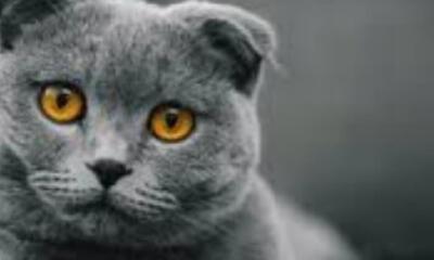 Dilbeekse fokker kweekt verboden “Taylor Swift”-katten en verliest erkenning